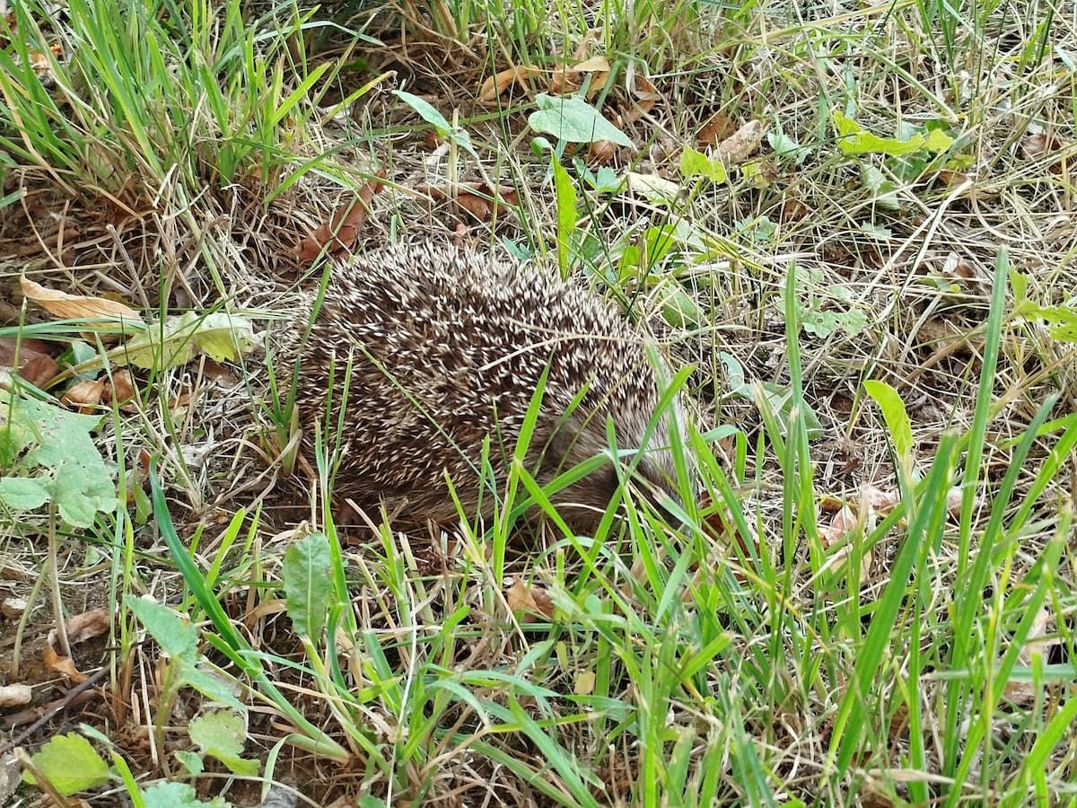 По улицам Тулы бродят ежи По улицам Тулы бродят ежи