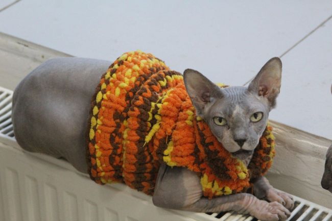 В Тульской области на подготовку к новому отопительному сезону потратят 2 млрд рублей В Тульской области на подготовку к новому отопительному сезону потратят 2 млрд рублей